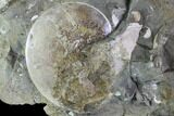 Sphenodiscus Ammonite On Rock - South Dakota #98645-1